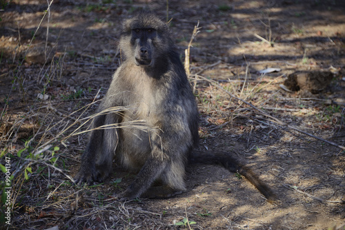 Monkey, Kruger National Park, South Africa