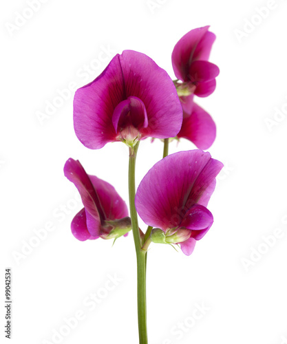 Fototapeta Naklejka Na Ścianę i Meble -  Lathyrus tingitanus flowers