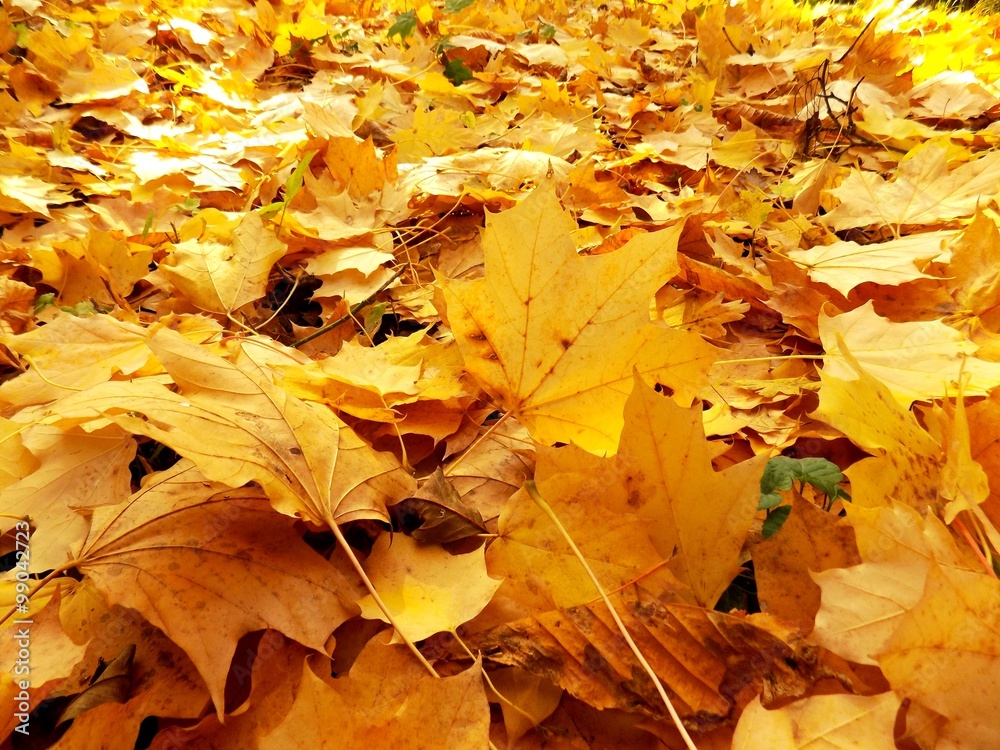 Fallen yellow leaves in autumn Fallen yellow leaves in autumn
