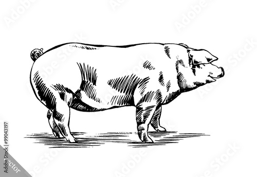 brush painting ink draw pig illustration