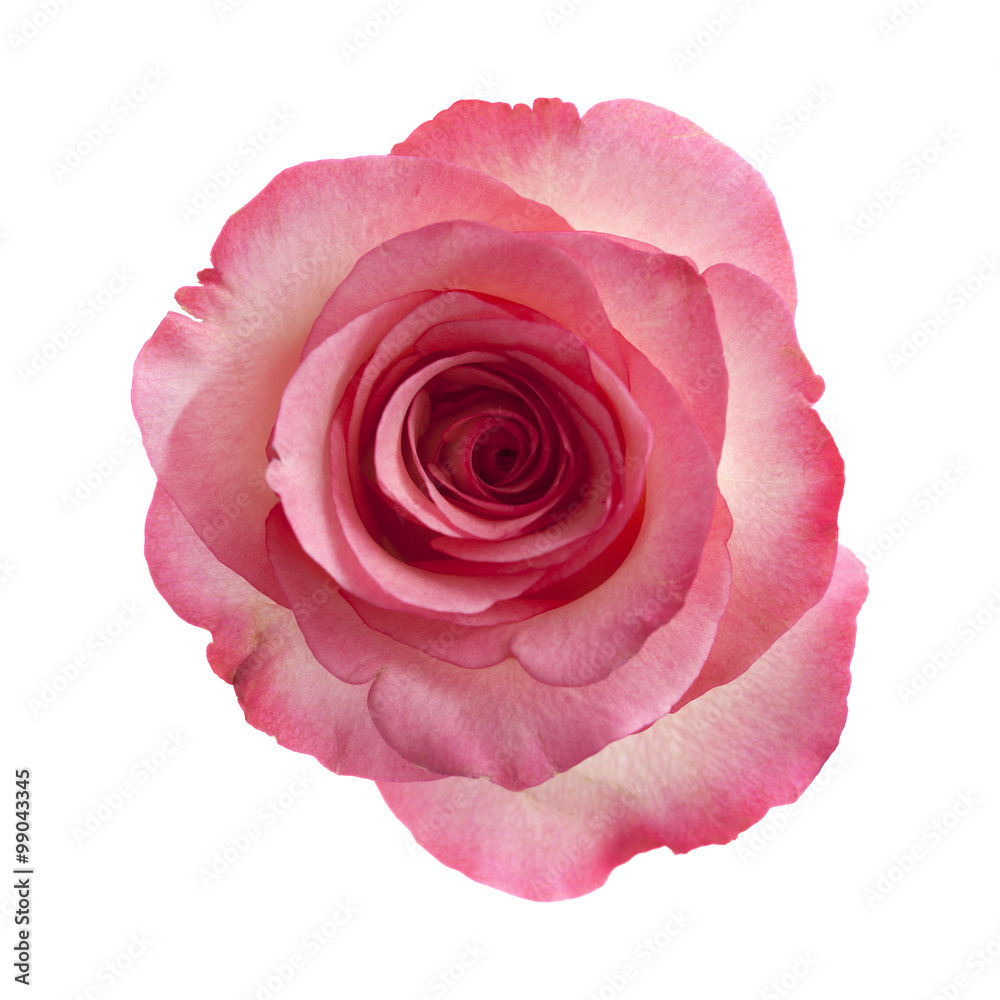 Fototapeta premium gentle pink rose