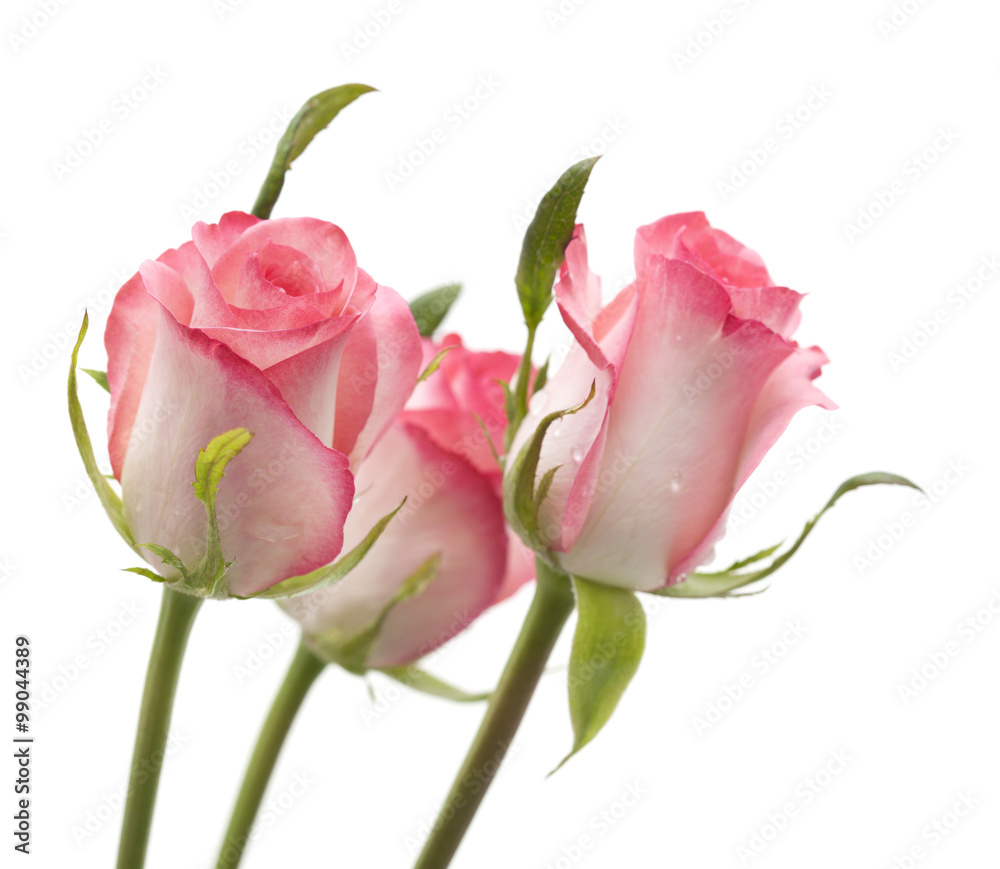 gentle pink rose gentle pink rose