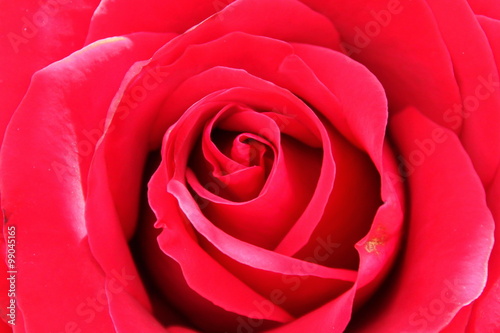 Red rose texture