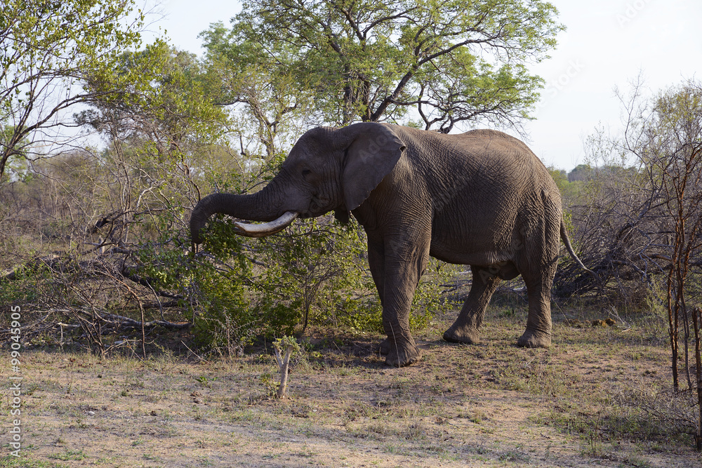 Fototapeta premium Elephants, Kruger National Park, South Africa