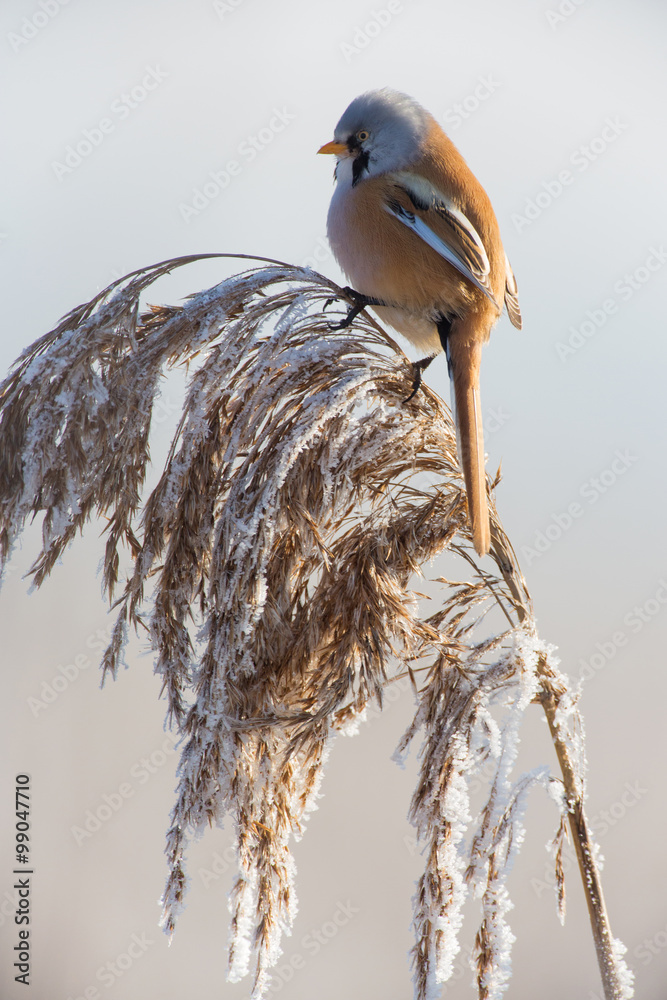 Fototapeta premium Bartmeise