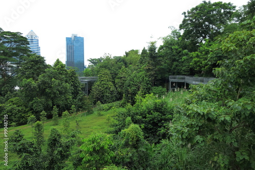 Wallpaper Mural Wandern durch Baumwipfel in den Southern Ridges, Singapur Torontodigital.ca