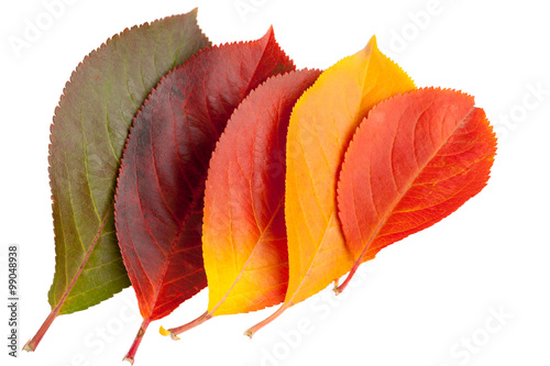 Fotografie Autumn leaves
