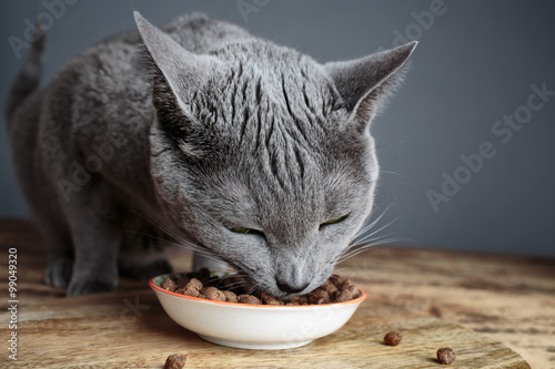 Fototapeta Naklejka Na Ścianę i Meble -  Feeding the Cat