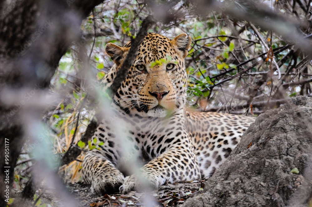 Naklejka premium Leopard im Versteck; Panthera pardus