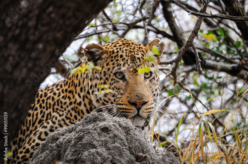 Leopard im Versteck  Panthera pardus © majonit
