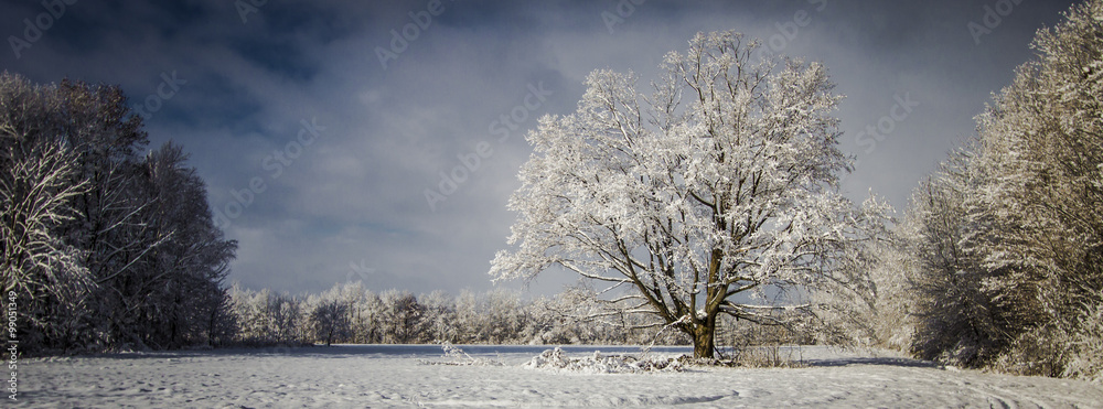 Naklejka premium Panoramic Pristine Winter Scenery. Panoramic and pastoral scene blanketed by fresh fallen snow showcasing the frigid beauty of winter. Yale, Michigan.