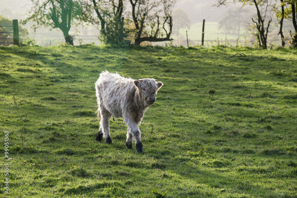 Fototapeta premium highland calf