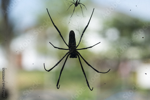 silhouette of golden silk orb with green background.