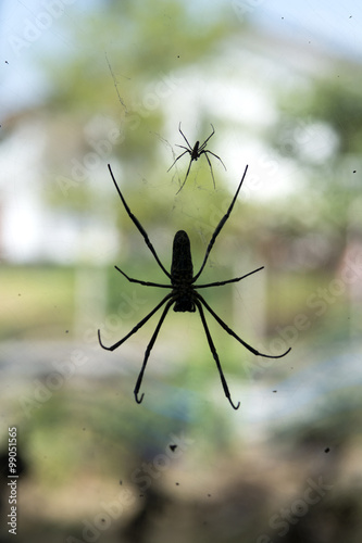 silhouette of golden silk orb with green background