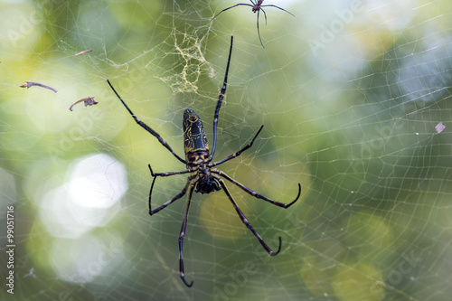 golden silk orb hanging on the web with green background
