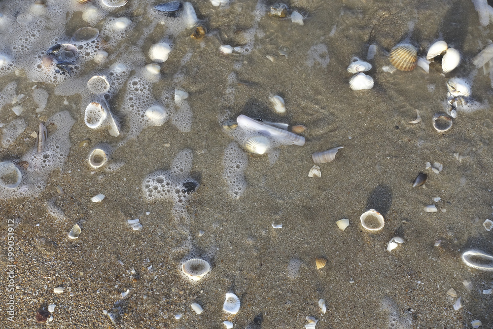 Coquillages balayés  par une vague