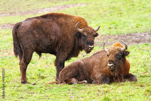 european bisons on green grass
