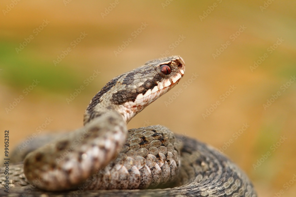 portrait of vipera berus portrait of vipera berus