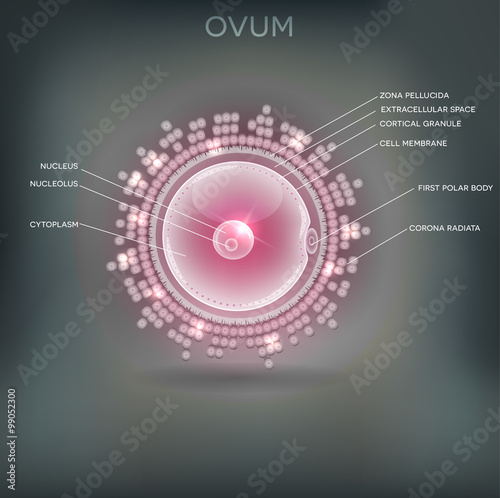 Ovum