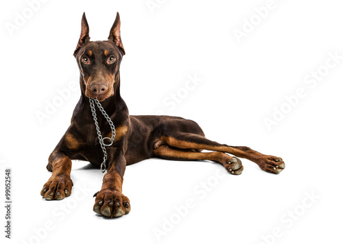 Fototapeta Naklejka Na Ścianę i Meble -  Doberman