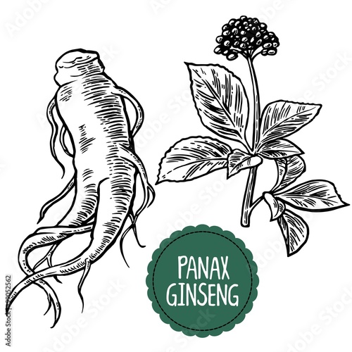 Root and leaves panax ginseng. Vector black and white engraving vintage illustration of medicinal plants. Biological additives are. Healthy lifestyle. For traditional medicine, gardening.
