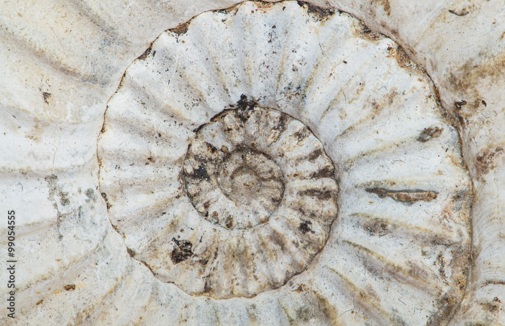Pleuroceras, ammonite fossile