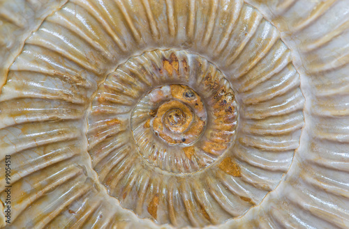 Dactylioceras, ammonite fossile color ambra