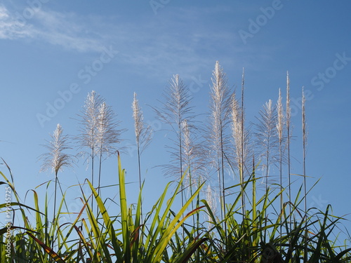 Flower of sugarcane and clear blue sky