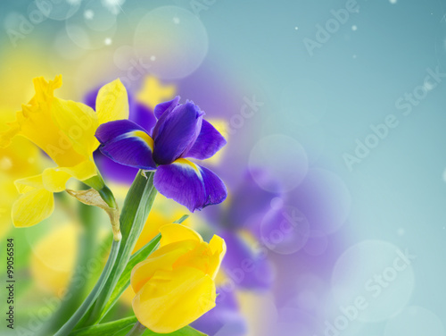spring narcissus and iris