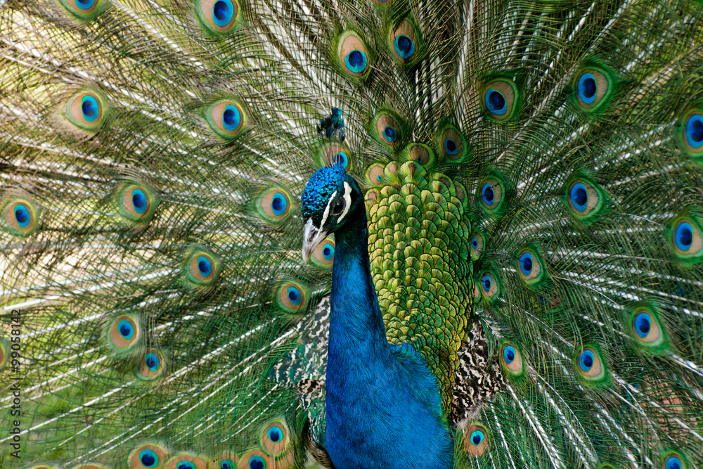 Obraz premium Peacock