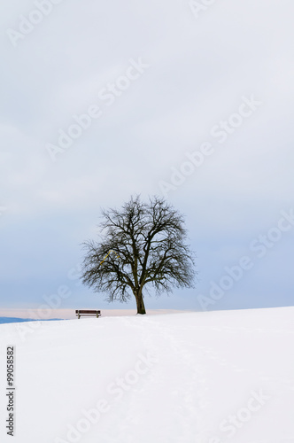 Tree on top of hill - winter photo