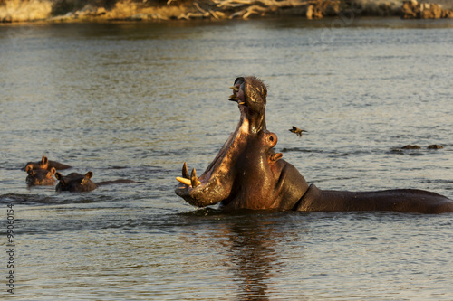 Hippopotamus yawning captured during a boat cruise through Okavango River, Namibia
