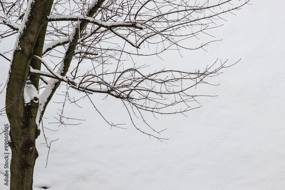 Obraz premium Closeup of tree branches covered with snow.