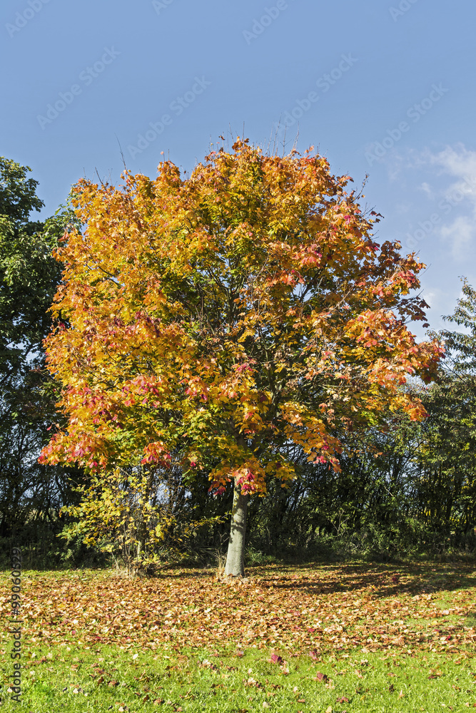 Naklejka premium Autumn tree shedding leaves