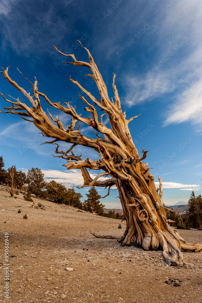 ancient tree with clouds and sky