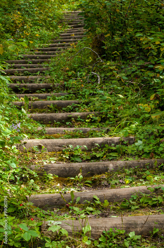 Forest Staircase in Prince Albert National Park.