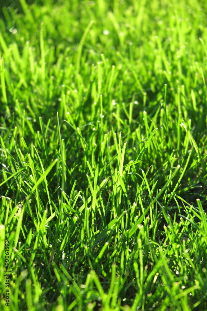 Fresh mown lawn grass in the sunny autumn garden