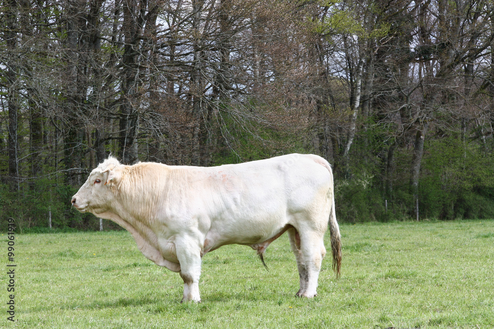 White Charolais bull standing in profile in a pasture, bred for beef and meat production White Charolais bull standing in profile in a pasture, bred for beef and meat production