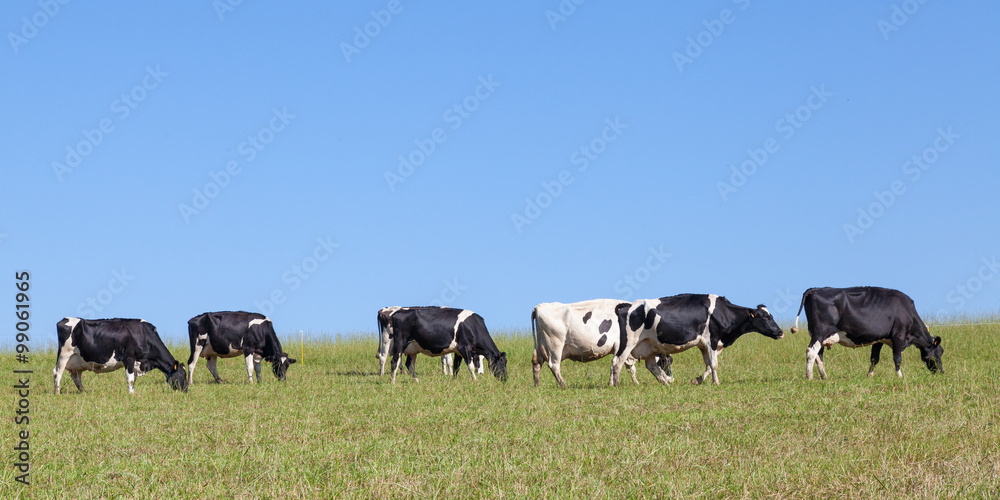Line of black and white  Holstein  dairy cows walking on the skyline across a grassy pasture, horizontal panorama banner format