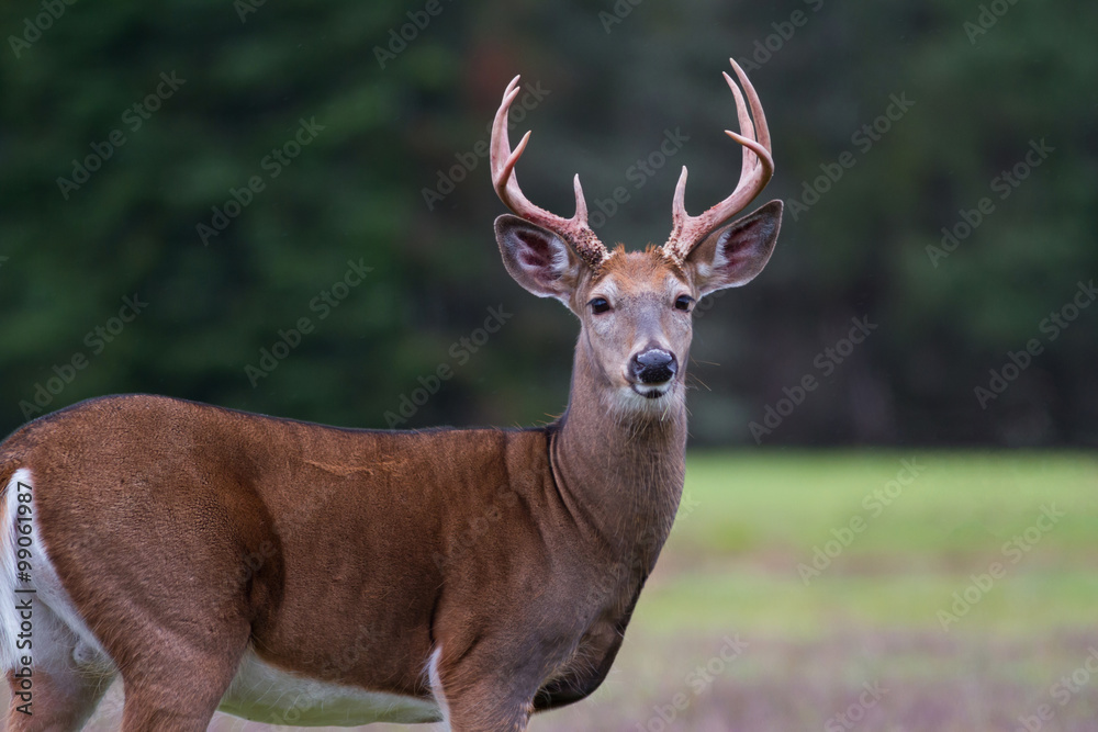 Fototapeta premium Whitetail deer buck standing in an open field.