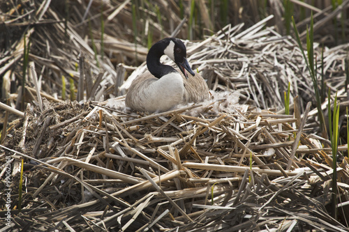 Canada goose sitting on a nest at Great Meadows, Massachusetts.