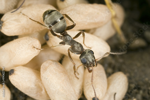 Obraz na plátně Adult ant Formica sp. (probably Formica cinerea)