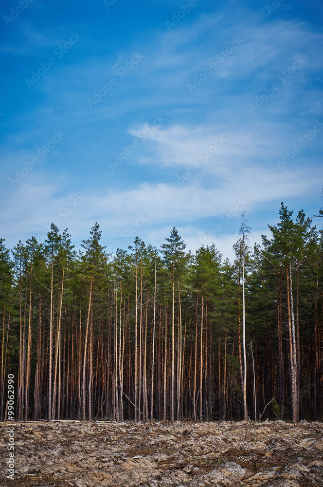 Felling of the forrest Felling of the forrest