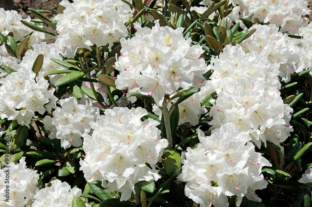 Beautiful white flowers in the garden