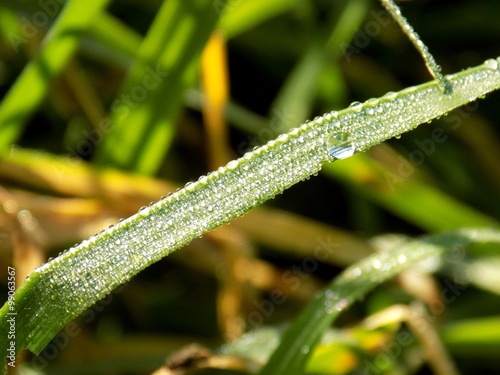 Dew on grass blade
