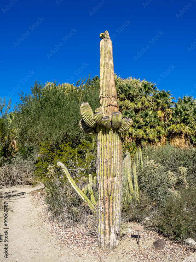 A variety of cactus which grows in the deserts of the southern United States and Mexico. 