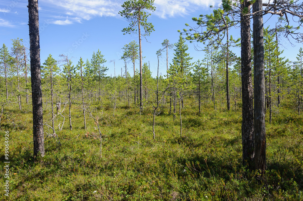 Obraz premium Pine trees in swampy tundra, Karelia