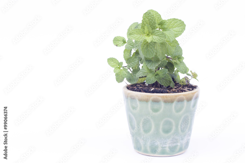 Fototapeta premium Green plant in pot isolated on white background