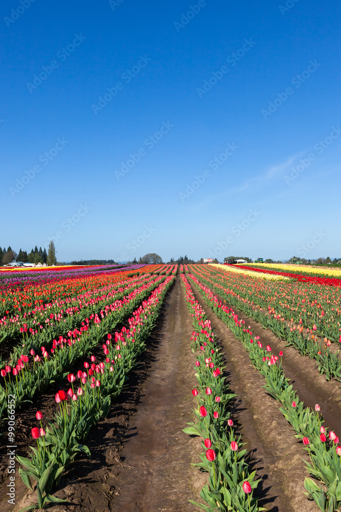 Tulip Farm