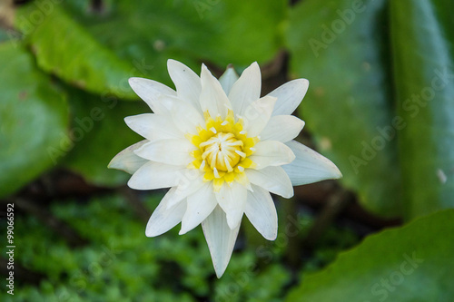 white lotus in the pond 